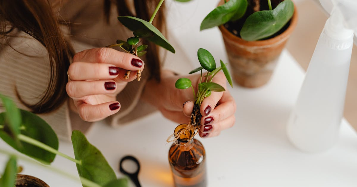 découvrez tous nos conseils pour prendre soin de votre pilea, cette plante d'intérieur tendance et facile à entretenir. apprenez les meilleures pratiques pour son arrosage, son exposition à la lumière et son entretien général pour garantir sa santé et sa beauté.
