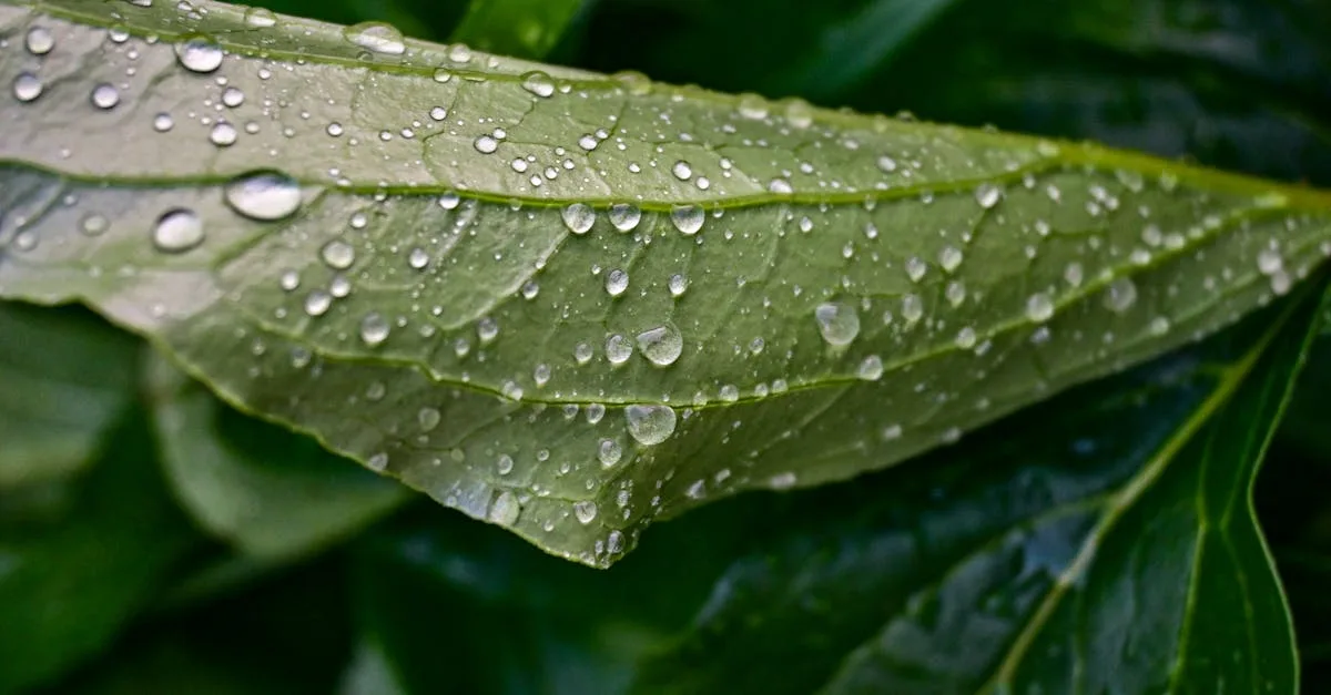 découvrez goudouli garden, un havre de paix et de verdure où la nature rencontre l'art. profitez d'un espace idyllique pour vous détendre, vous ressourcer et admirer des plantations uniques. parfait pour les amoureux de la botanique et les familles en quête d'évasion.