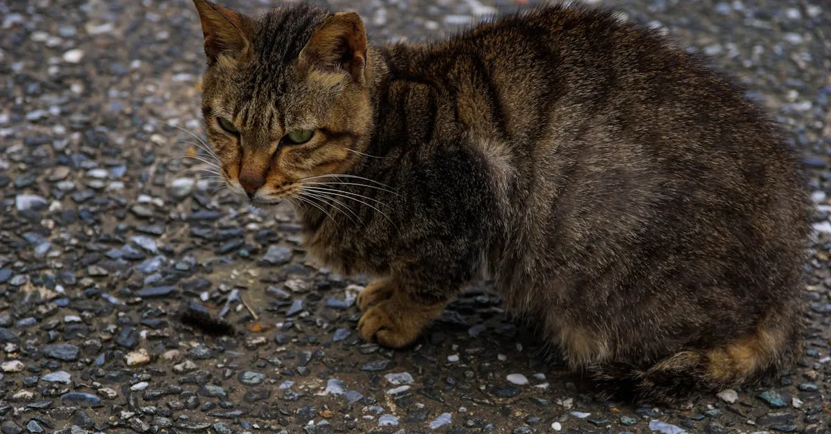 découvrez le ral 9010, une teinte blanche polyvalente et intemporelle idéale pour la peinture intérieure et extérieure, offrant éclat, luminosité et élégance à tous vos projets de décoration.