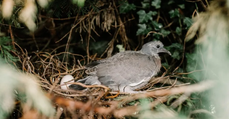 découvrez comment gérer un nid de pigeon sur votre balcon, conseils pour protéger votre espace tout en respectant la faune urbaine.