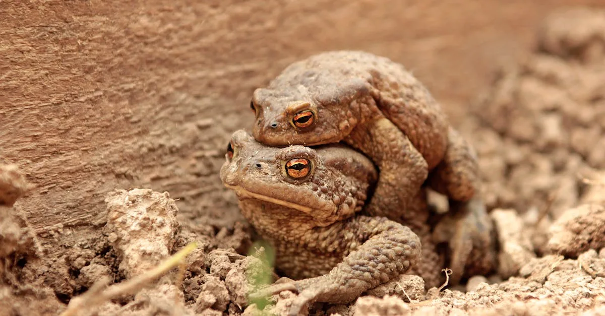 découvrez les particularités des excréments de crapaud, leur rôle dans l'écosystème et comment les identifier facilement.