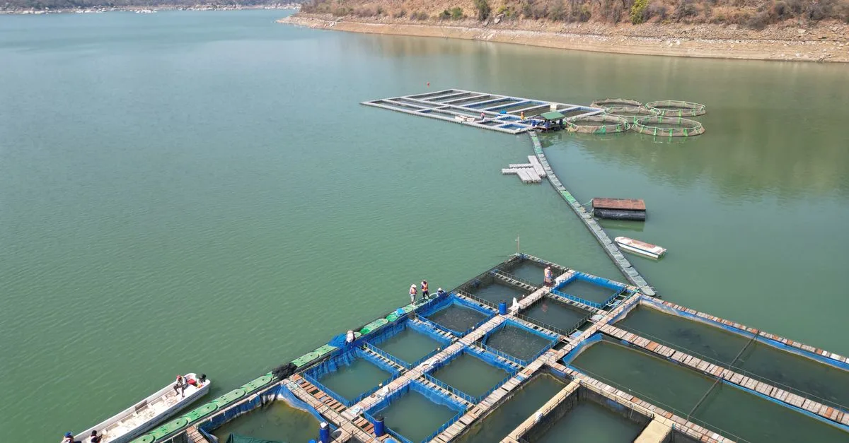 optimisation de l’aquaponie : améliorez la production intégrée de poissons et de plantes grâce à des techniques innovantes et durables.