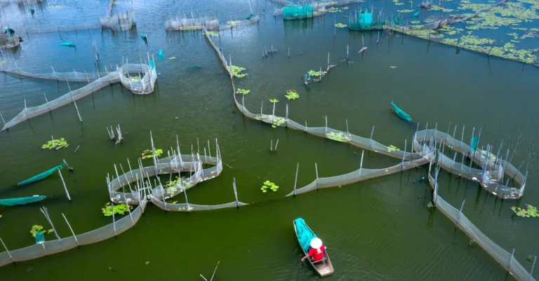 optimisation de l'aquaponie : intégration efficace de l'élevage de poissons et de la culture de plantes pour un système durable et productif.