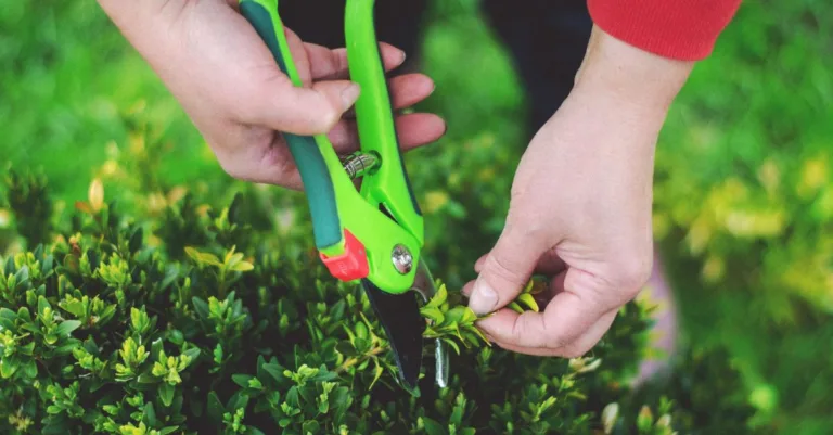 découvrez les meilleures techniques de taille des plantes pour favoriser leur croissance, améliorer leur santé et embellir votre jardin.
