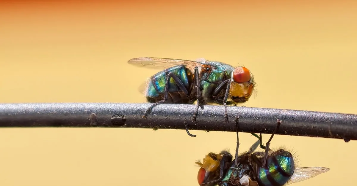 découvrez le concept de coexistence et son importance dans la promotion de l'harmonie entre les individus, les cultures et les environnements.